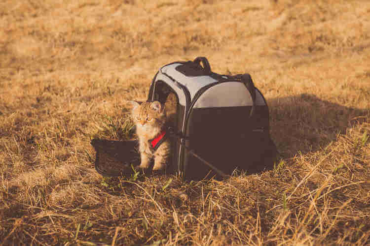 7 Purr-fect ways for safe travel with your cat