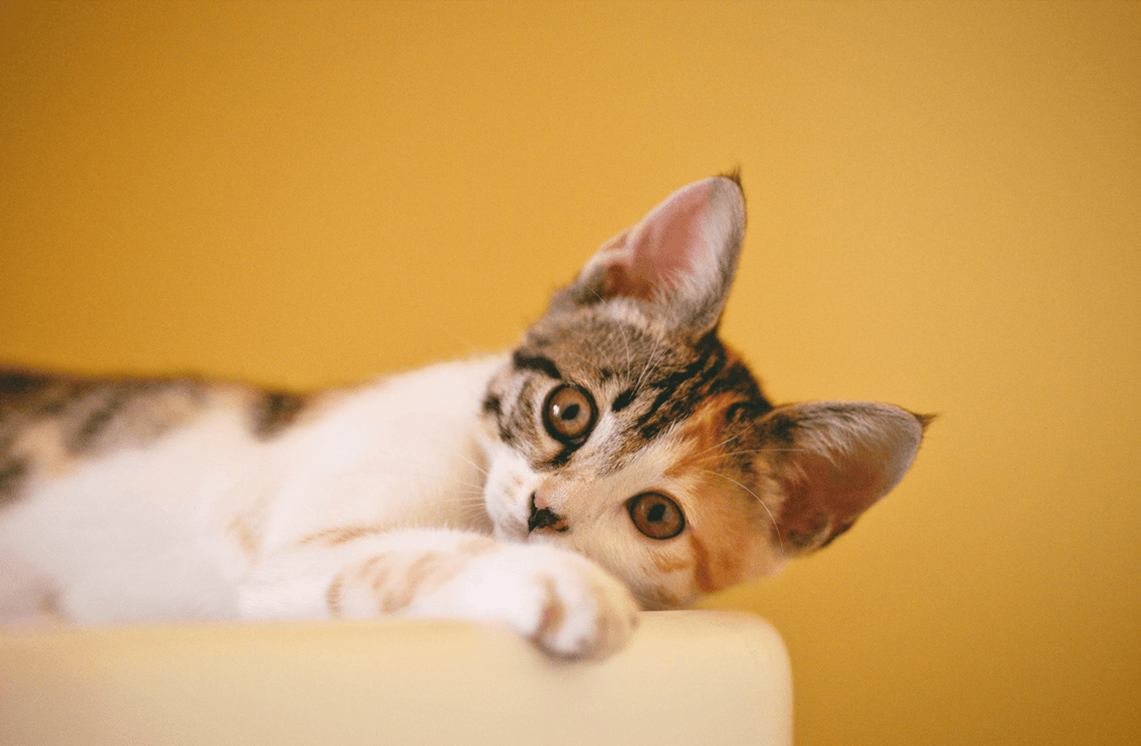 6 signs that tell if your cat is happy