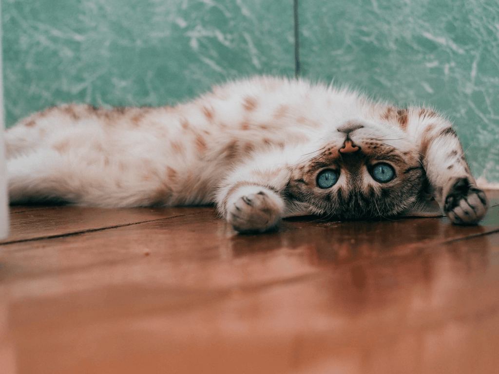 Why Cats Scratch and Why People Need Scratchboards