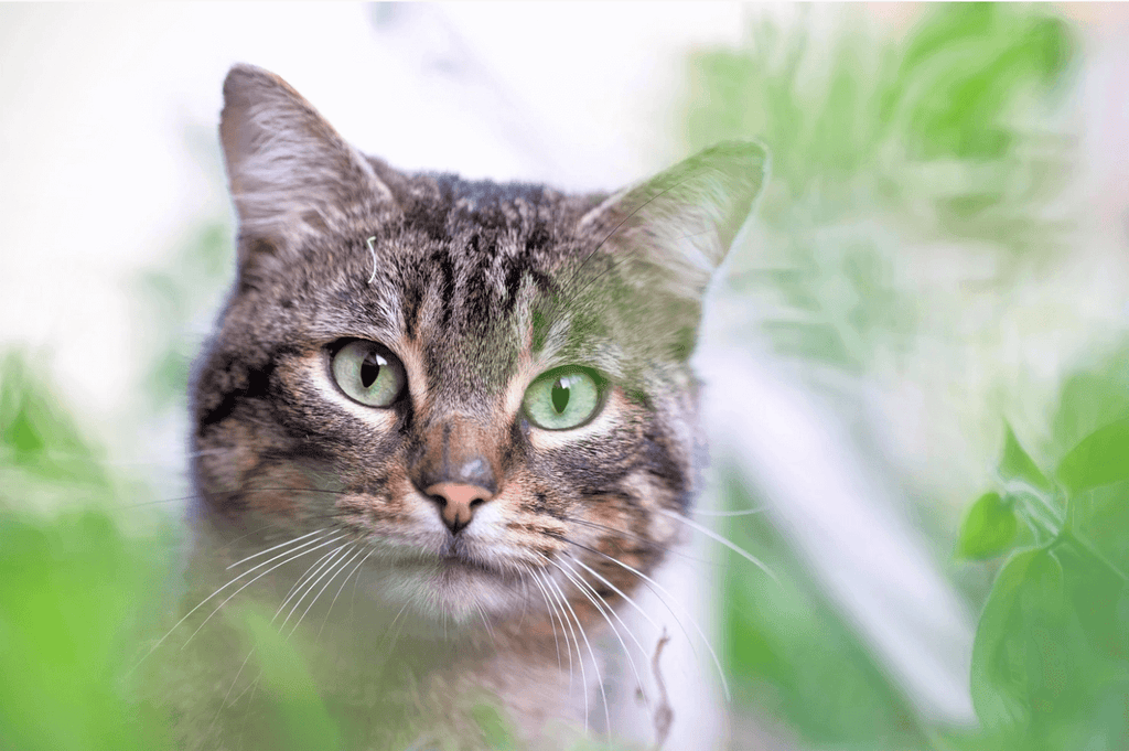 Poisonous Plants and Your Furry Friends